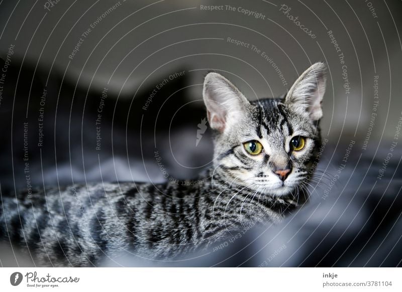 Streifenhörnchen für mafied Katze Katzenjunges Farbfoto nahaufnahme Blick in die Kamera getigert gelb Katzenportrait liegen grau gemütlich zuHause Haustier