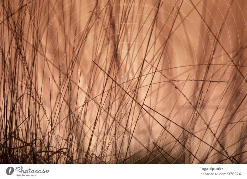 Graslandschaft Umwelt Natur Landschaft Sonnenaufgang Sonnenuntergang Pflanze Garten Wiese natürlich unten Umweltschutz Halm Abenddämmerung Licht Farbfoto