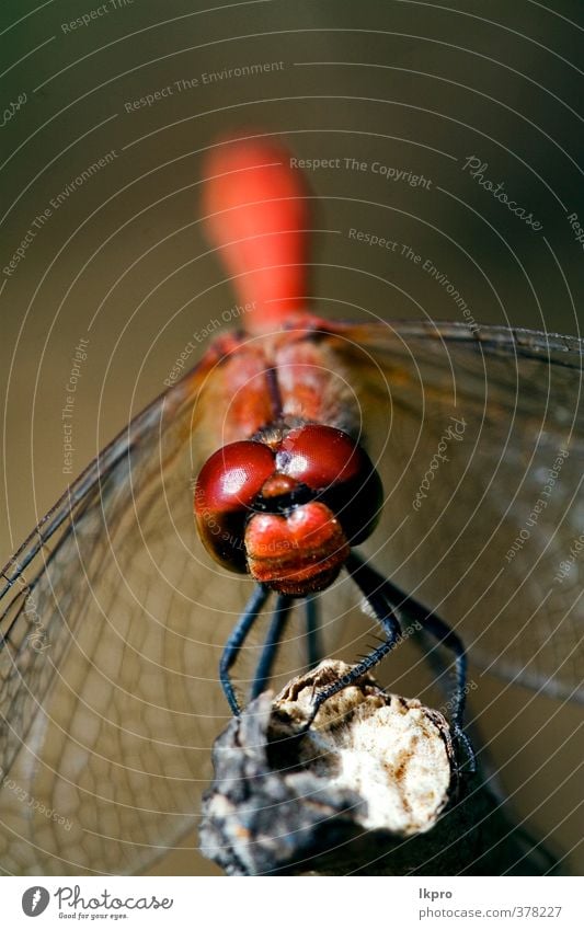 Vorderseite der wildroten gelben Libelle o Sommer Garten Natur Pflanze Weiche Pfote Linie Tropfen braun grau grün schwarz weiß Farbe Ast Holz Buchse Flügel