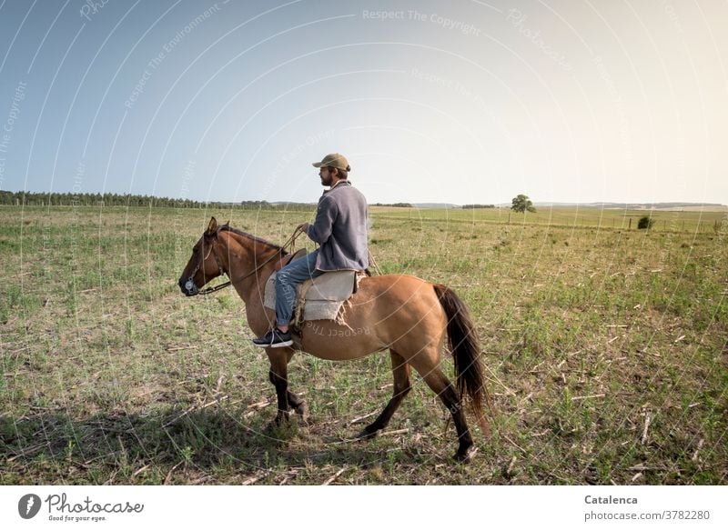 Reiter auf Farmland Blau Braun Grün Sommer Natur Landschaft Pferde Gras Pflanze Weide Landarbeiter Landwirtschaft Junger Mann Himmel Wiese Umwelt reiten Steppe