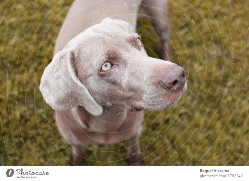 Nahaufnahme eines grauen Weimaraner-Rassehundes mit gelben Augen. Hund Haustier Tier braun Labrador Welpe niedlich Eckzahn Gras Porträt Retriever Schokolade