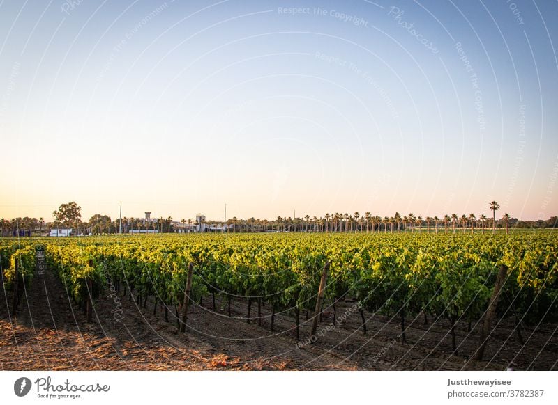 Portugiesischer Weinberg Land Ackerbau Herbst ländlich Landschaft Außenaufnahme Sonnenuntergang saisonbedingt Inszenierung Weinrebe Frühling Weinreben Feld