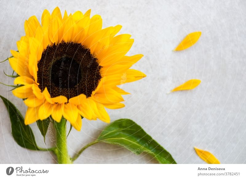 Gelber Sonnenblumenstrauss auf grauem Hintergrund, Herbstkonzept Blumenstrauß August fallen Haufen Holz hölzern Tisch gelb Raum Natur weiß rustikal natürlich