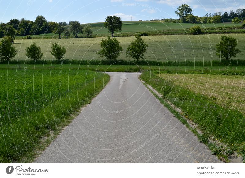 rechts oder links? - Ein Weg gabelt sich Weggabelung Entscheidung abbiegen Natur Spaziergang Landschaft entscheiden Kurve Änderung Straße Pfad gehen wandern