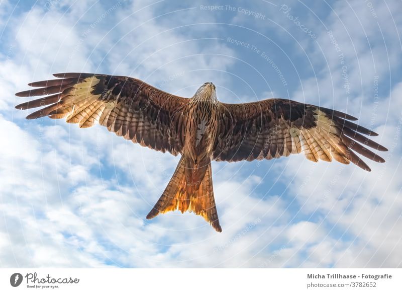 Fliegender Rotmilan Roter Milan Milvus milvus Greifvogel Vogel im Flug Kopf Schnabel Auge Flügel Gefieder Federn Flügelspanne Flügelschlag Himmel Wolken Sonne