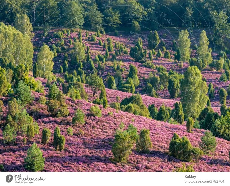 Landschaft in der Lüneburger Heide am Totengrund zur Heideblüte, Niedersachsen, Deutschland Heidekraut deutsch lila Reisen Reiseziel Tourismus Wacholder blühen