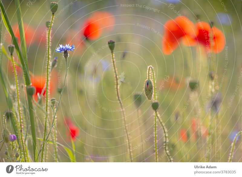 Sonne in der Mohn-Wiese Schwache Tiefenschärfe Gegenlicht Menschenleer Nahaufnahme Außenaufnahme Farbfoto Unschärfe sommerlich frisch rot blau weich wild