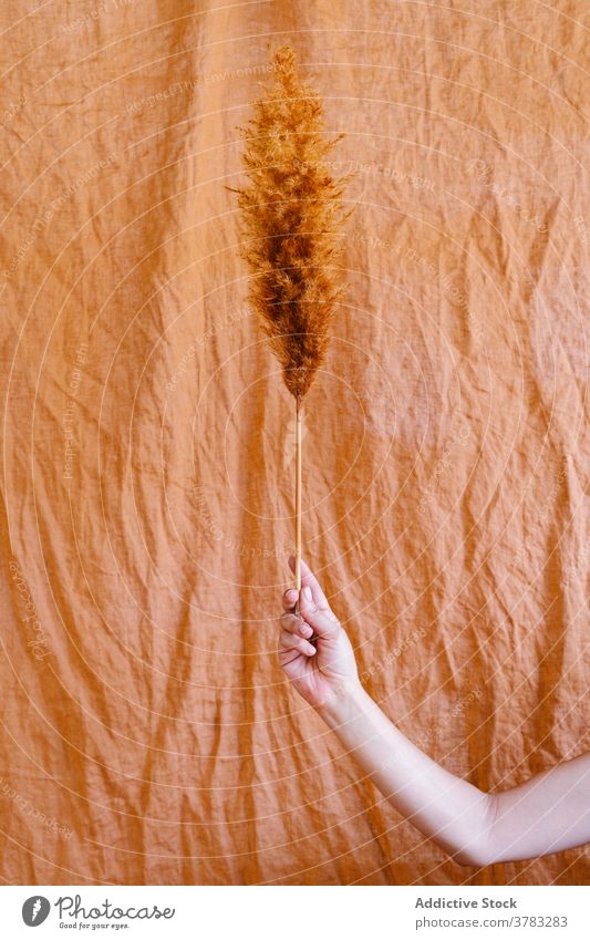 Crop Frau mit trockenem Gras im Studio Pampas trocknen Dekoration & Verzierung Atelier Fussel Kunst filigran getrocknet Vorbau natürlich einfach Material