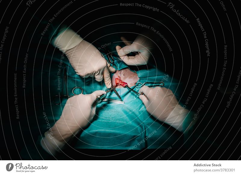 Chirurgen operieren Tier in der Tierklinik Chirurgie Operation chirurgisch Instrument Arzt Gewebe Operationssaal Veterinär Tierarzt arbeiten Medizin