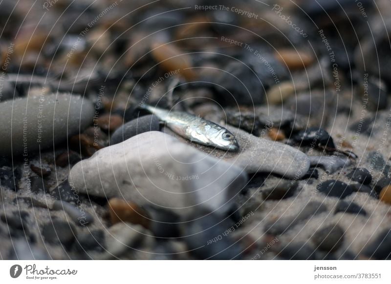 Toter Fisch auf einem Kieselstein am Strand Steine tot Tod Kieselsteine Kieselstrand Angeln Natur Umwelt silber Nordsee Steinstrand Gedeckte Farben Ostsee