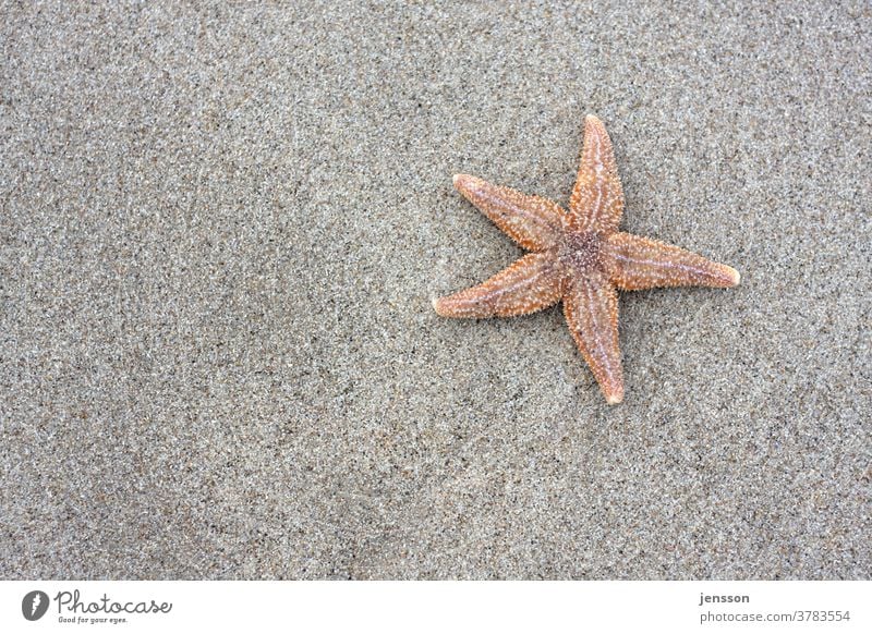 Seestern am Strand Sand Nordseeküste Textfreiraum links Urlaub Außenaufnahme Nahaufnahme bei natürlichen Beleuchtungsverhältnissen Küste Reise Detailaufnahme