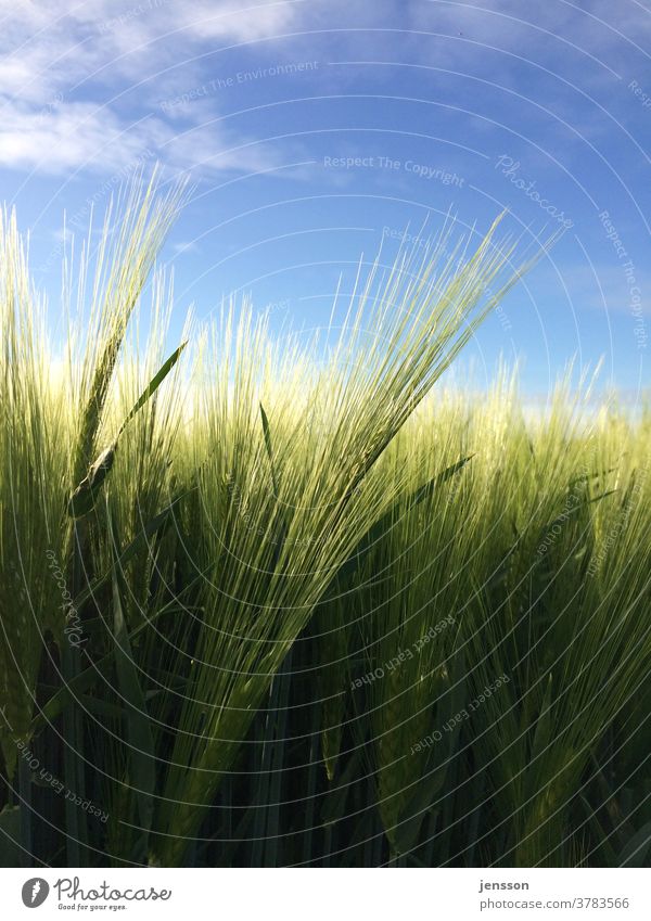 Grüne Gerste im Feld Ernte grün Grünpflanze Nutzpflanze Landwirtschaft landwirtschaftliche Fläche Gerstenähre Gerstenfeld Ähre Ähren Natur Außenaufnahme