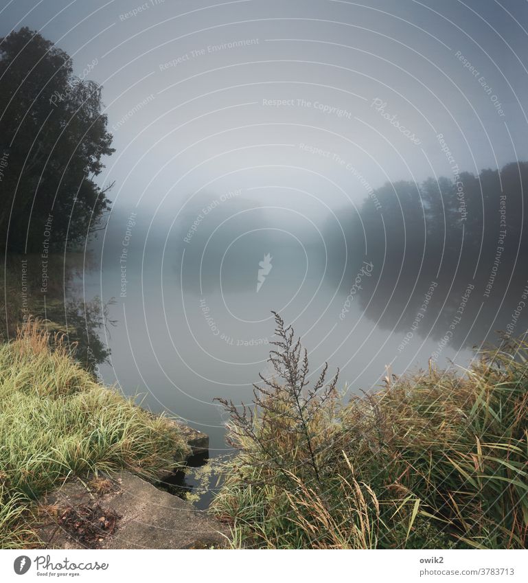 Vernebelungstaktik Landschaft Nebel Außenaufnahme Menschenleer Morgen geheimnisvoll Idylle ruhig Pflanze Bäume diffus Nebelsuppe Reflexion & Spiegelung Herbst