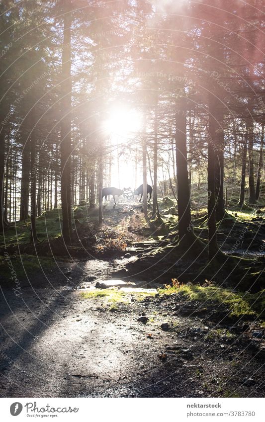 Hirsche, die im Wald Geweihe schlagen Bock Silhouette kämpfen Herausforderung Konkurrenz männlich Tier Dominanz Sonnenschein Baum Immergrün Kiefer sonnig