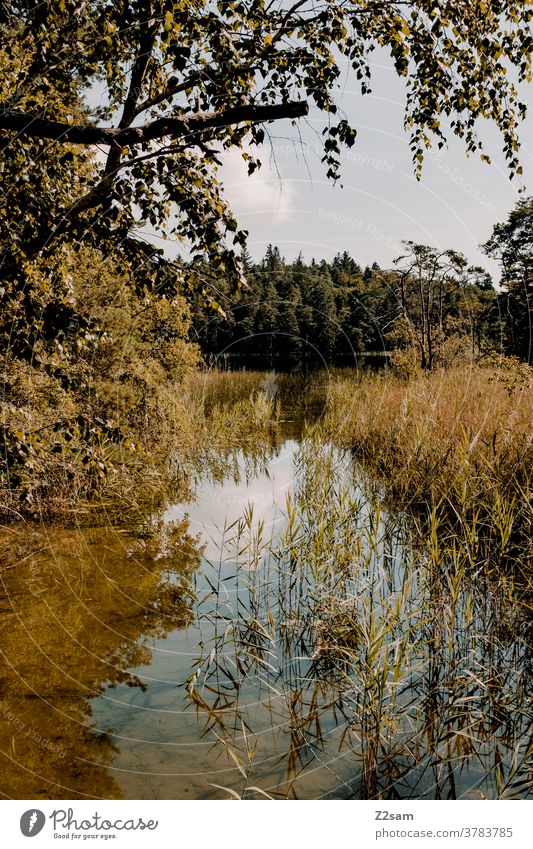 Osterseen osterseen schilf natur naturbelassen weiher bäume sträucher wärme sommer sonne wasser gewässer spiegelung erholung Reflexion & Spiegelung Landschaft