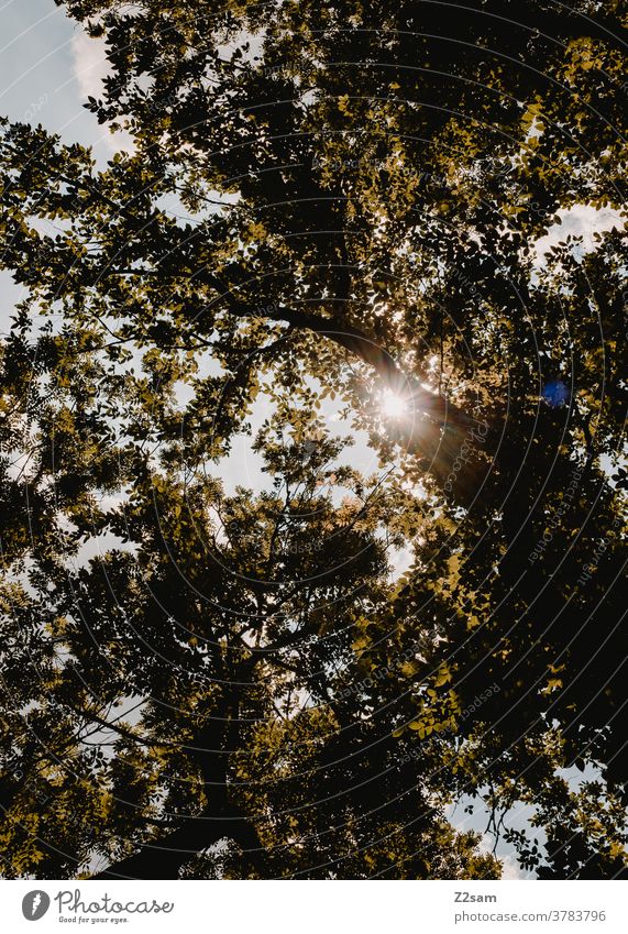 Sonnenstrahlen im Wald sommer sonnenstrahlen sonnenlicht UV-Strahlung wald natur landschaft nachhaltigkeit umweltschutz himmel Gegenlicht Schönes Wetter Umwelt