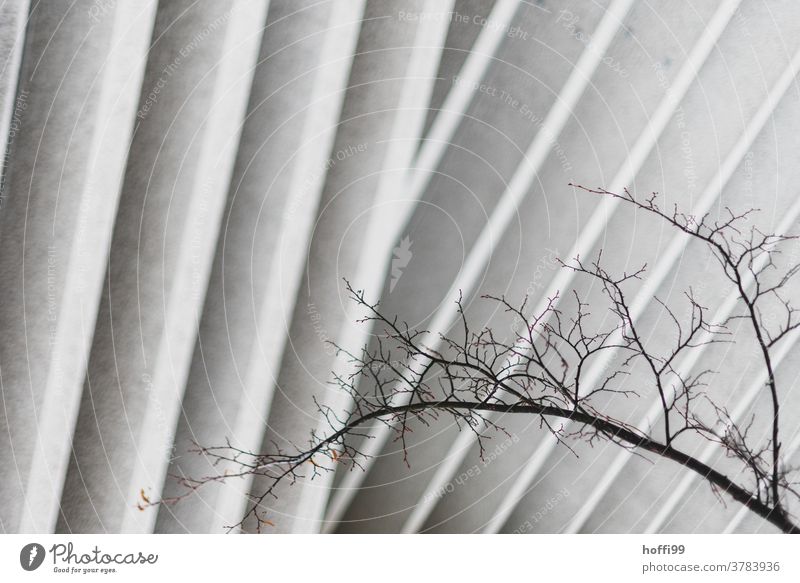 kahler Zweig von gefächerter Betonfassade Baum Ast Spalte Fassade Holz Linie ästhetisch Traurigkeit kalt Zweige u. Äste Schatten Blatt schlechtes Wetter Nebel