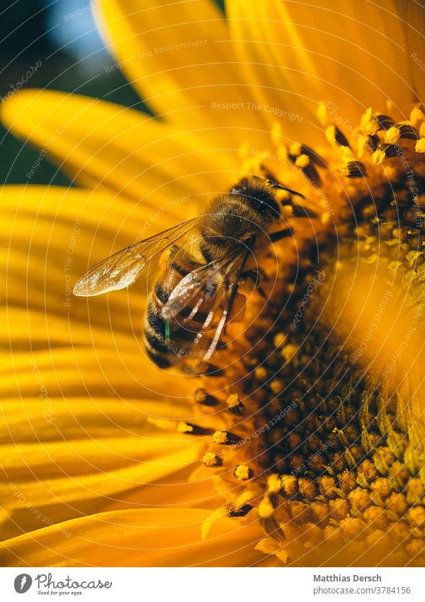 Blütentraum Blume Garten Detailaufnahme Pflanze Natur Nahaufnahme Außenaufnahme Blühend Sommer Farbfoto Blütenblatt Biene