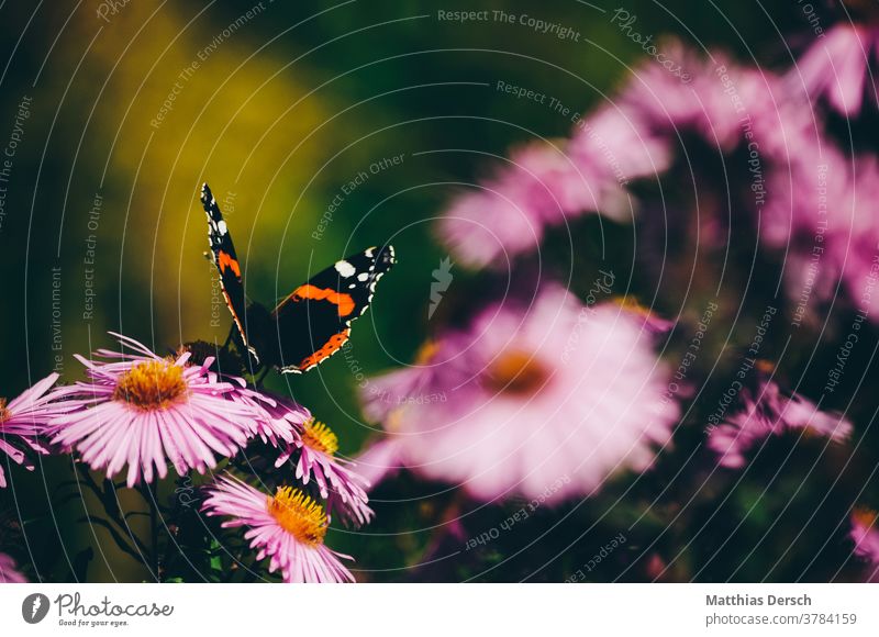 Blütentraum Blume Garten Detailaufnahme Pflanze Natur Nahaufnahme Außenaufnahme Blühend Sommer Farbfoto Blütenblatt Schmetterling