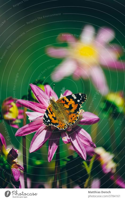 Blütentraum Blume Garten Detailaufnahme Pflanze Natur Nahaufnahme Außenaufnahme Blühend Sommer Farbfoto Blütenblatt Schmetterling