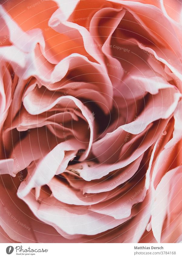 Blütentraum Blume Garten Detailaufnahme Pflanze Natur Nahaufnahme Außenaufnahme Blühend Sommer Farbfoto Blütenblatt