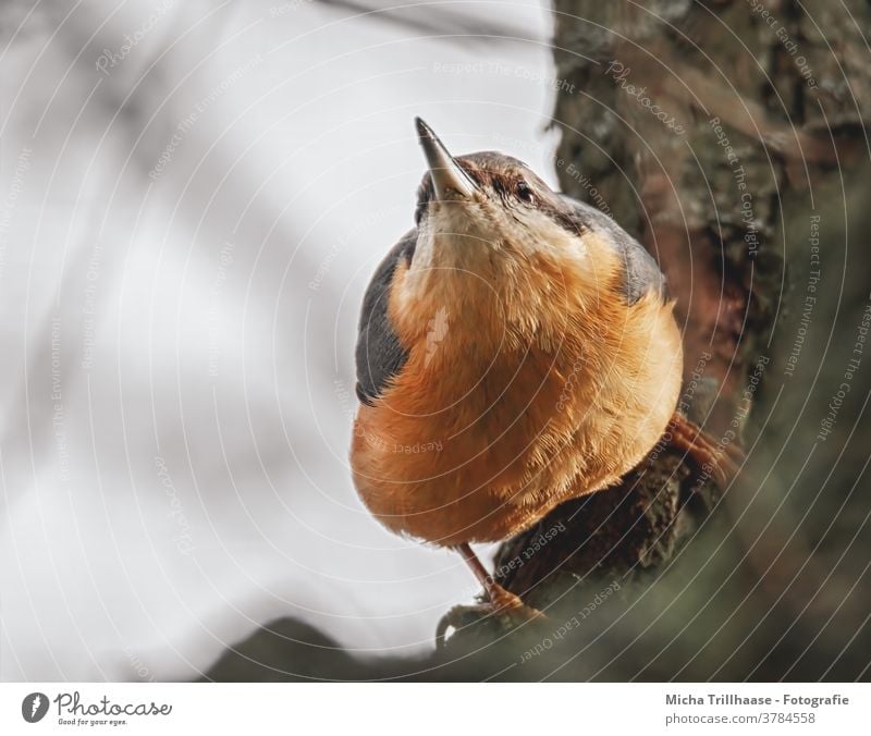 Beobachtung Kleiber Sitta europaea Tiergesicht Kopf Auge Schnabel Flügel Feder gefiedert Krallen hängen beobachten Blick Vogel Wildtier Baum Baumstamm nah