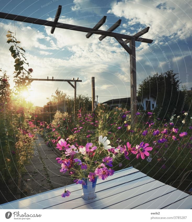 Gartenabend Umwelt Natur Landschaft Pflanze Himmel Schönes Wetter Sommer Sonne Wolken Blume Sträucher Blüte Wildpflanze Holz Mast Pergola Schmuckkörbchen