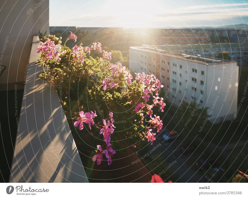 Blumen im Beton Balkon Balkonpflanze Blüte Schönes Wetter Topfpflanze Pflanze Natur Wachstum glänzend nah Idylle Farbfoto Hoffnung standhaft Leben Außenaufnahme