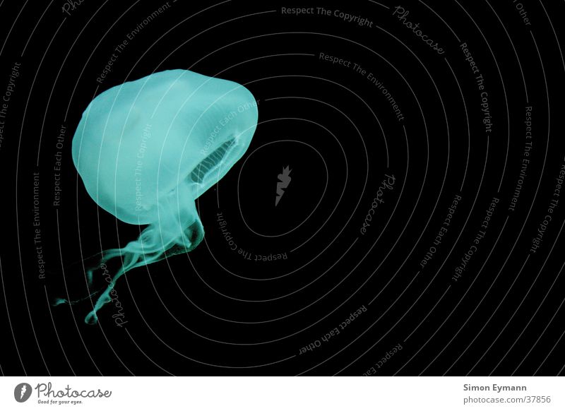 Qualle Meer Tier schwarz grün dunkel Nacht Wasser Unterwasseraufnahme Lebewehsen Kontrast
