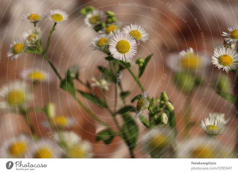 gelb-weiße Blütenblume (Einjähriges Berufkraut - Erigeron annuus- oder doch Kamille) Pflanze Blume Kamillenblüten Falsche Kamille Nahaufnahme