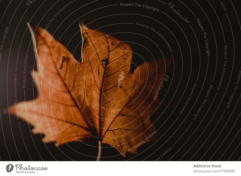 Trockenes herbstliches Blatt auf schwarzem Hintergrund Herbst fallen Ahorn trocknen Saison Natur Farbe sehr wenige Umwelt Wald Baum hell braun golden Laubwerk