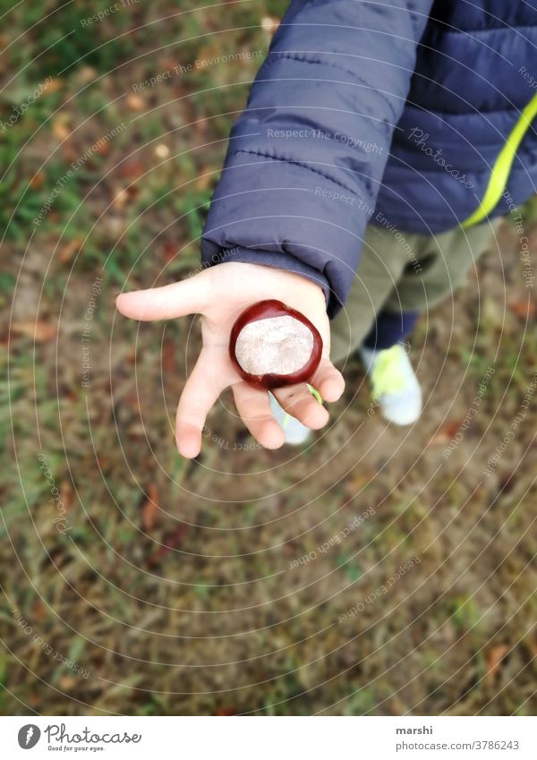 Kastanien sammeln herbst kastanie kindheit hand natur herbstlich basteln wiese kinderhand detail außenaufnahme nahaufnahme