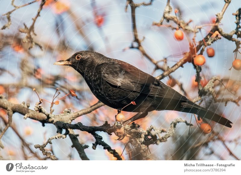 Amsel im Beerenstrauch Turdus merula Tierporträt Tiergesicht Kopf Schnabel Auge Feder Flügel Vogel Wildtier Natur Sonnenlicht Licht Nahaufnahme natürlich