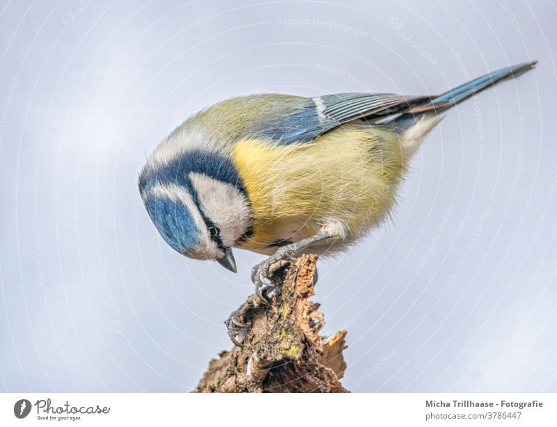 Pickende Blaumeise Cyanistes caeruleus Tiergesicht Kopf Meisen Auge Schnabel Feder gefiedert Vogel Flügel Krallen Wildtier Schönes Wetter Sonnenlicht Natur