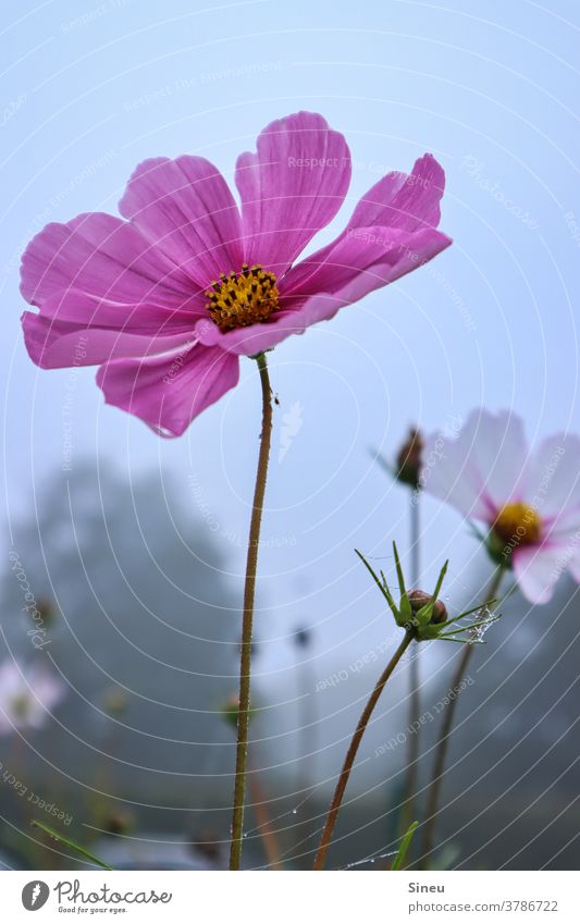 Schmuckkörbchen im Herbst Fiederblättrige Schmuckblume Kosmee Cosmea bipinnata Korbblütler Asteraceae Blume Blüte Natur herbstlich Pflanze