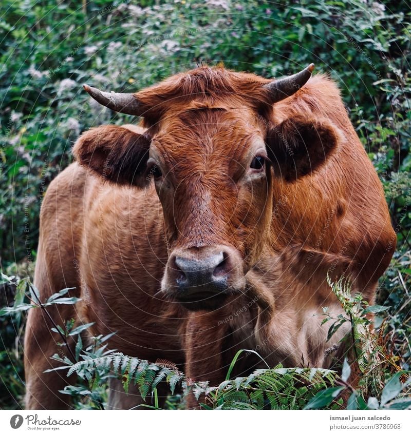 braunes Kuhporträt in der Natur Hörner Porträt Tier Weide Weidenutzung wild Kopf Tierwelt Auge Ohren Behaarung niedlich Schönheit elegant wildes Leben ländlich