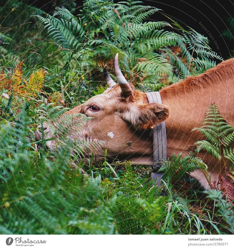 braunes Kuhporträt in der Natur Hörner Porträt Tier Weide Weidenutzung wild Kopf Tierwelt Auge Ohren Behaarung niedlich Schönheit elegant wildes Leben ländlich