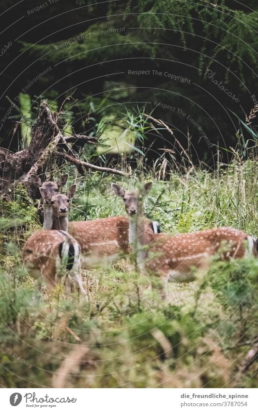 Rehe im Wald Brandenburg Herbst Parlow Tiere Ricke Blick Blick in die Kamera flecken Sprung Rehkitz Wildtier Farbfoto Außenaufnahme Natur Tierporträt