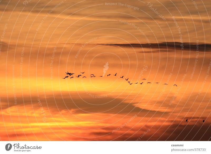 homebound Vogel Kranich Vogelflug Vogelschwarm Schwarm fliegen elegant frei orange Vertrauen Einigkeit Fernweh Beginn ästhetisch Zusammenhalt produzieren