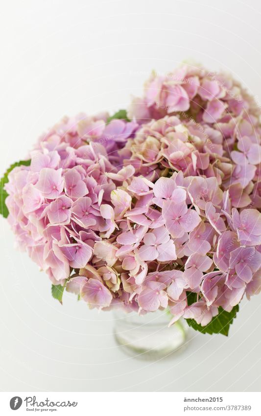 helle pinkfarbene Hortensienblüten in einer Glasvase Vase Blüten Sommer Herbst rosa blühend Dekoration Strauß grün grüne Blätter Natur Hell menschenleer weiß