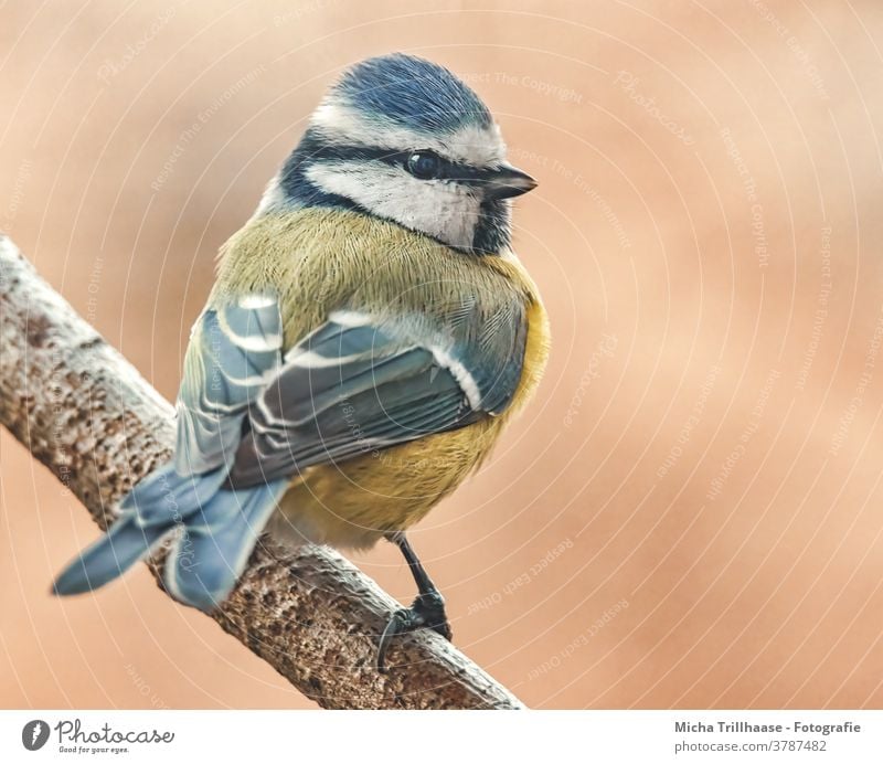 Blaumeise im Sonnenschein Cyanistes caeruleus Meisen Kopf Auge Schnabel Flügel Feder gefiedert Krallen Tiergesicht Vogel Wildtier Sonnenlicht Baum