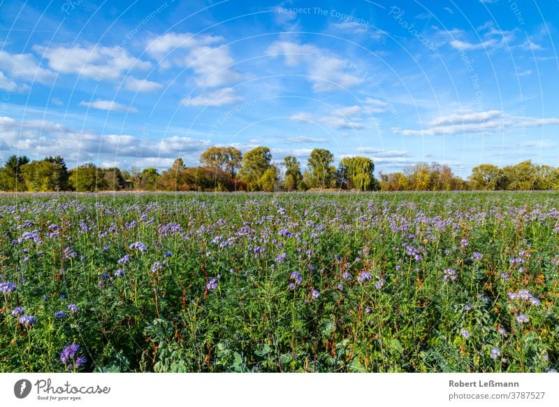 Rainfarn-Büschelschön (Phacelia tanacetifolia), eine Pflanze auf einem Feld, die im Herbst wächst Blume lila Monokultur Unkraut Landwirtschaft Bienenweide