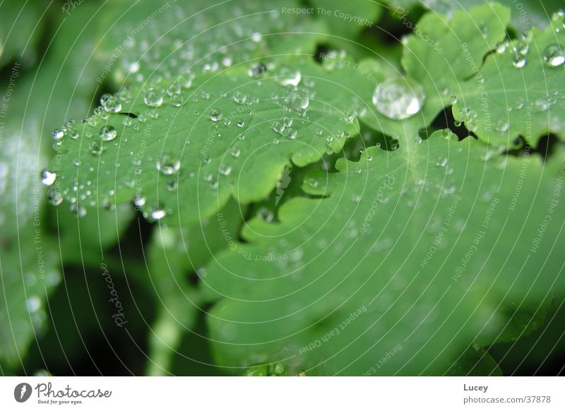 Nach dem Regen grün Blatt Pflanze Wassertropfen