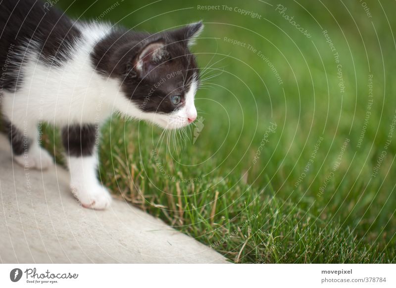 kleine Katze geht auf Entdeckungsreise Garten Wiese Haustier 1 Tier Tierjunges entdecken gehen Neugier Tapferkeit Interesse Streuner Mäusejäger Farbfoto