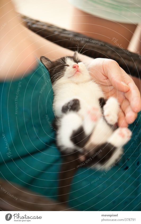 Mittagsschläfchen Häusliches Leben Sommer Haustier Katze 1 Tier Tierjunges schlafen Zufriedenheit Geborgenheit Erholung träumen Mietzekatze Müdigkeit