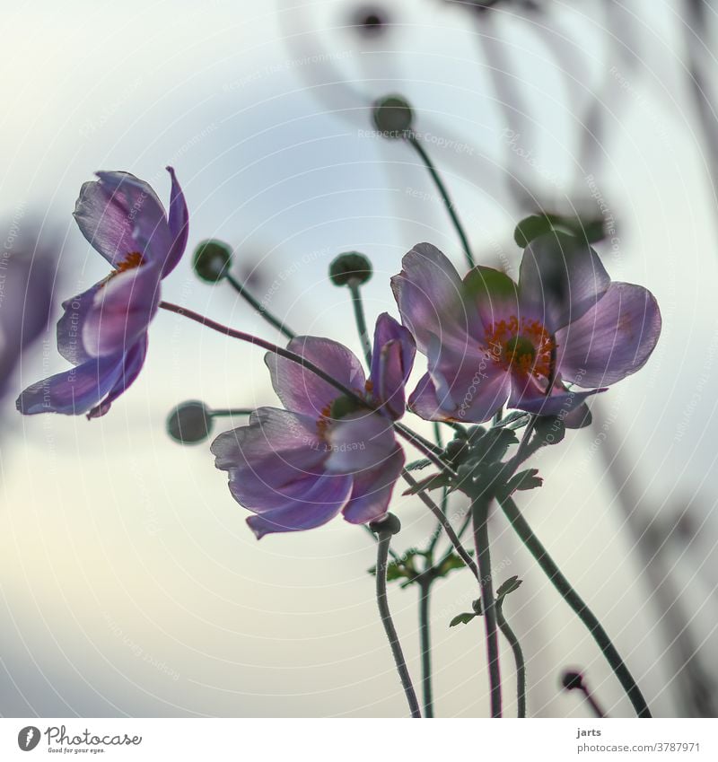 Herbstanemone in der Abendsonne Anemonen Lila rosa Pflanze Blüte Blume Blühend Natur Nahaufnahme Farbfoto Garten Schwache Tiefenschärfe Detailaufnahme