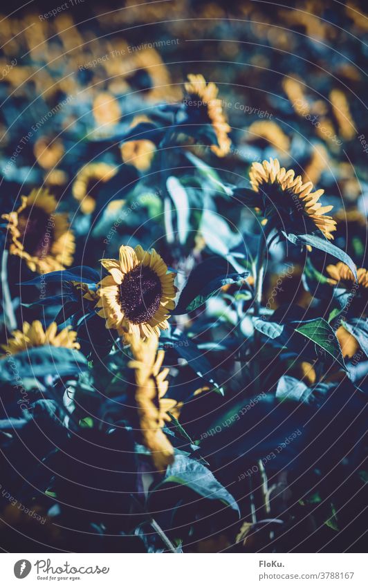 Sonnenblumen im kalten Morgenlicht Sommer Blühend Blume Spätsommer Natur Blüte Pflanze Umwelt Feld Nutzpflanze gelb Wachstum Sommerblumen Sommerblumenbeet