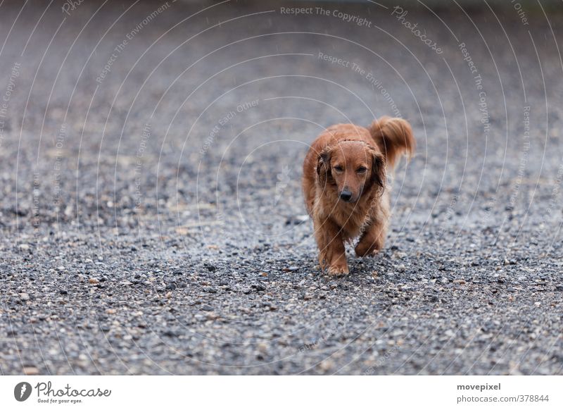 Hundewetter Wassertropfen Wetter schlechtes Wetter Regen Tier 1 gehen kalt nass braun grau Streuner Farbfoto Außenaufnahme Textfreiraum links