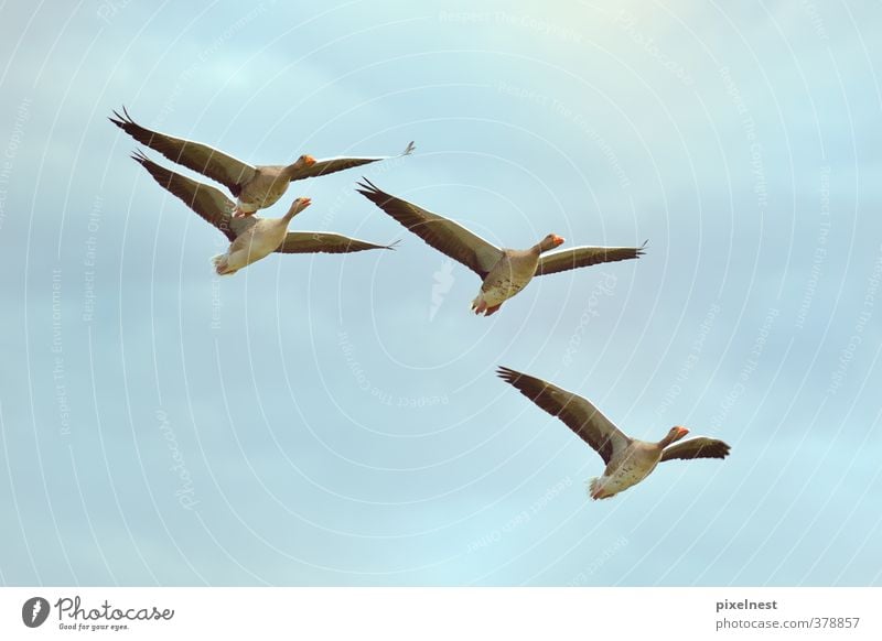 Wildgänse im Flug Tier Wolken Wildtier Vogel Graugans Wildgans 4 Schwarm fliegen frei blau grau Freiheit Umweltschutz Gans Zugvogel Himmel fliegend