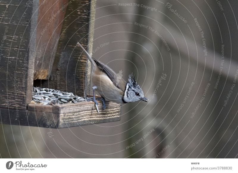 Haubenmeise bei der Vogelfütterung Wintervogel Tier Zweigstelle Niederlassungen kalt Textfreiraum Federn Fliege Lebensmittel Wald Kohlmeise vereiste Äste